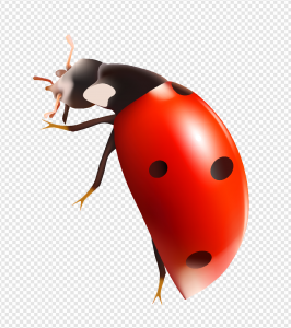 Bugs PNG Transparent Images Download