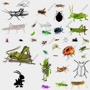 Cricket Insect PNG Transparent Images Download