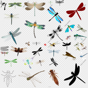 Dragonfly PNG Transparent Images Download
