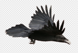 Crow PNG Transparent Images Download