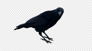 Crow PNG Transparent Images Download