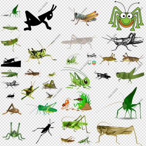 Grasshopper PNG Transparent Images Download