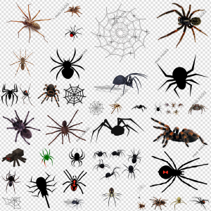 Spider PNG Transparent Images Download