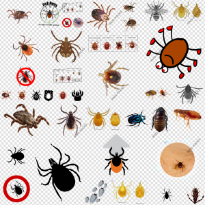 Tick Insect PNG Transparent Images Download