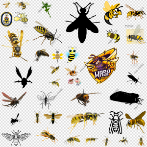 Wasp Insect PNG Transparent Images Download