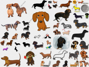 Dachshund PNG Transparent Images Download