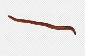 Worms PNG Transparent Images Download