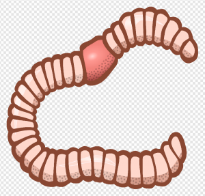 Worms PNG Transparent Images Download