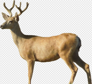 Deer PNG Transparent Images Download