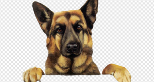 Dog PNG Transparent Images Download