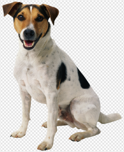Dog PNG Transparent Images Download