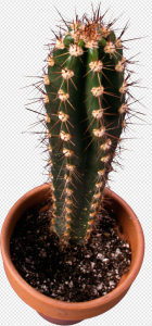 Cactus PNG Transparent Images Download