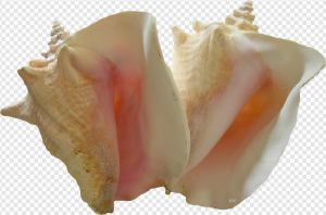 Conch PNG Transparent Images Download