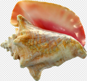 Conch PNG Transparent Images Download