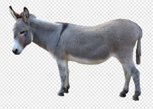 Donkey PNG Transparent Images Download