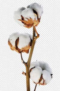 Cotton PNG Transparent Images Download