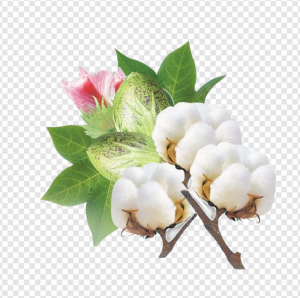 Cotton PNG Transparent Images Download