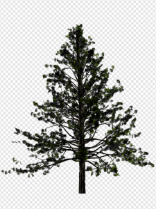 Fir-Tree PNG Transparent Images Download
