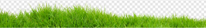 Grass PNG Transparent Images Download