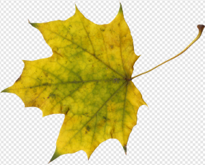 Green Leaves PNG Transparent Images Download