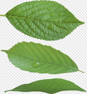 Green Leaves PNG Transparent Images Download