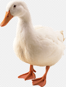Duck PNG Transparent Images Download