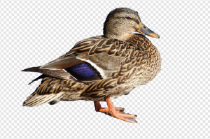 Duck PNG Transparent Images Download