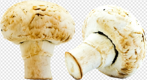Mushroom PNG Transparent Images Download