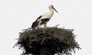 Nest PNG Transparent Images Download