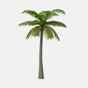 Palm Tree PNG Transparent Images Download