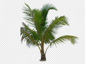Palm Tree PNG Transparent Images Download