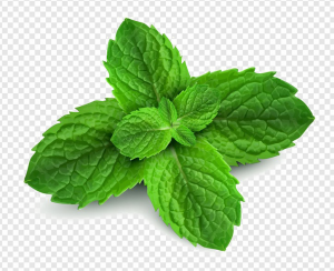 Peppermint PNG Transparent Images Download
