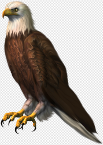 Eagle PNG Transparent Images Download
