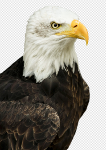 Eagle PNG Transparent Images Download