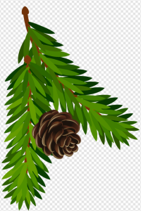 Pine Cone PNG Transparent Images Download