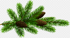 Pine Cone PNG Transparent Images Download