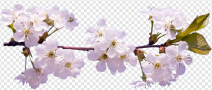 Sakura PNG Transparent Images Download