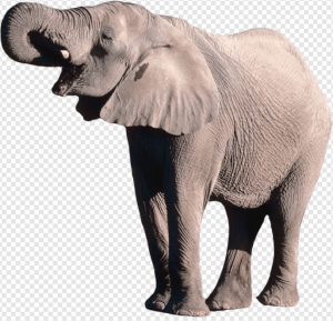 Elephant PNG Transparent Images Download