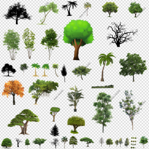 Tree PNG Transparent Images Download