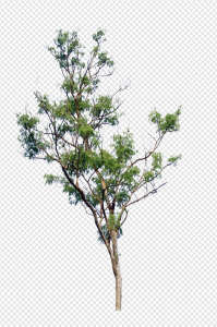 Tree PNG Transparent Images Download