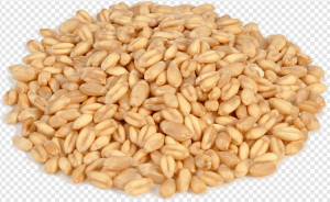Wheat PNG Transparent Images Download