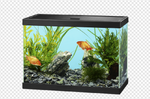 Aquarium PNG Transparent Images Download