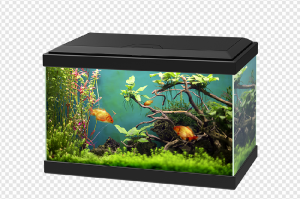 Aquarium PNG Transparent Images Download
