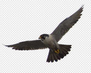 Falcon PNG Transparent Images Download