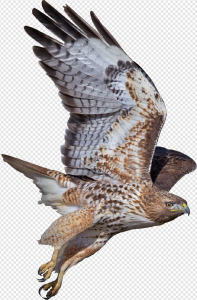 Falcon PNG Transparent Images Download