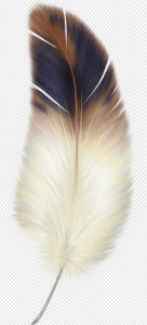 Feather PNG Transparent Images Download
