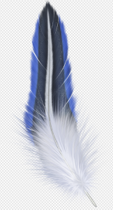 Feather PNG Transparent Images Download