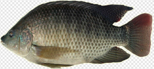 Fish PNG Transparent Images Download