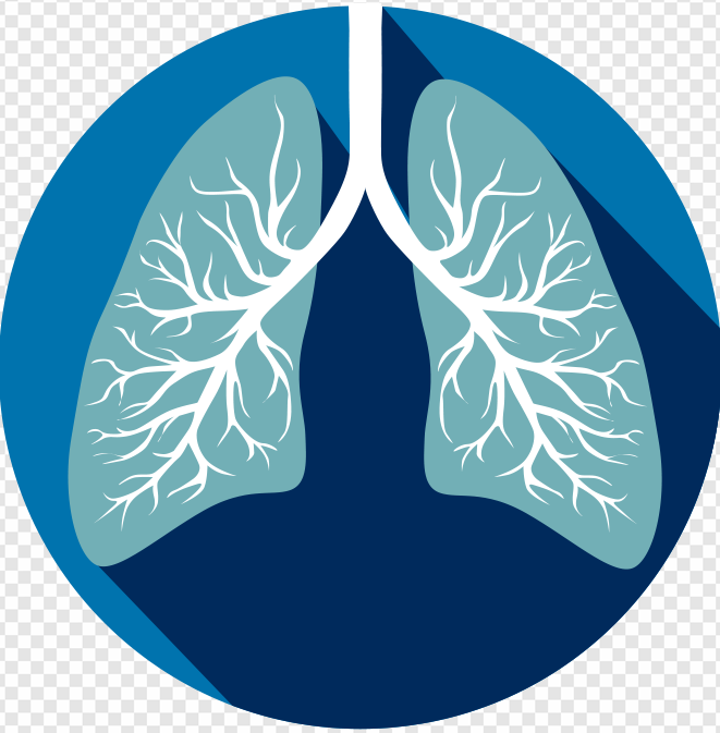 Lung PNG Transparent Images Download - PNG Packs