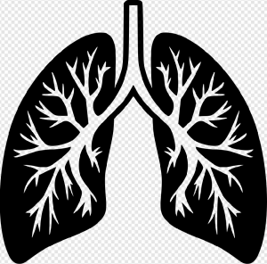 Lung PNG Transparent Images Download